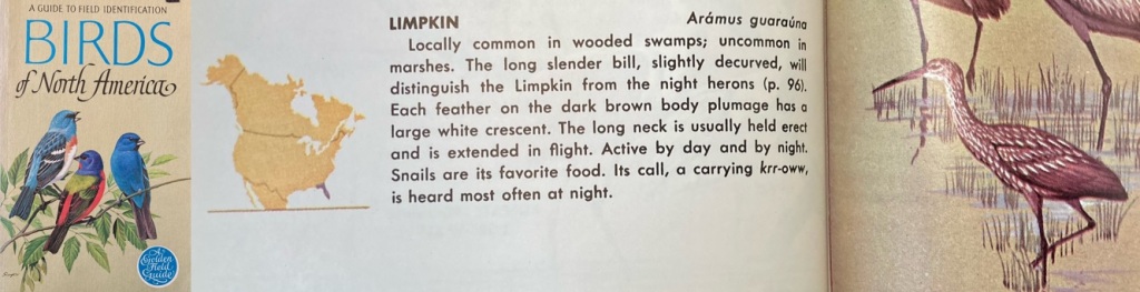 Limpkin species account from 1966 Golden Field Guide.