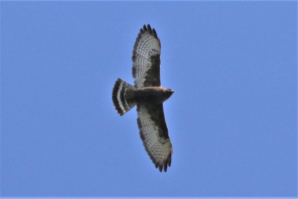 Dark morph Broad-winged Hawk, Port Townsend, WA. May 19, 2021.